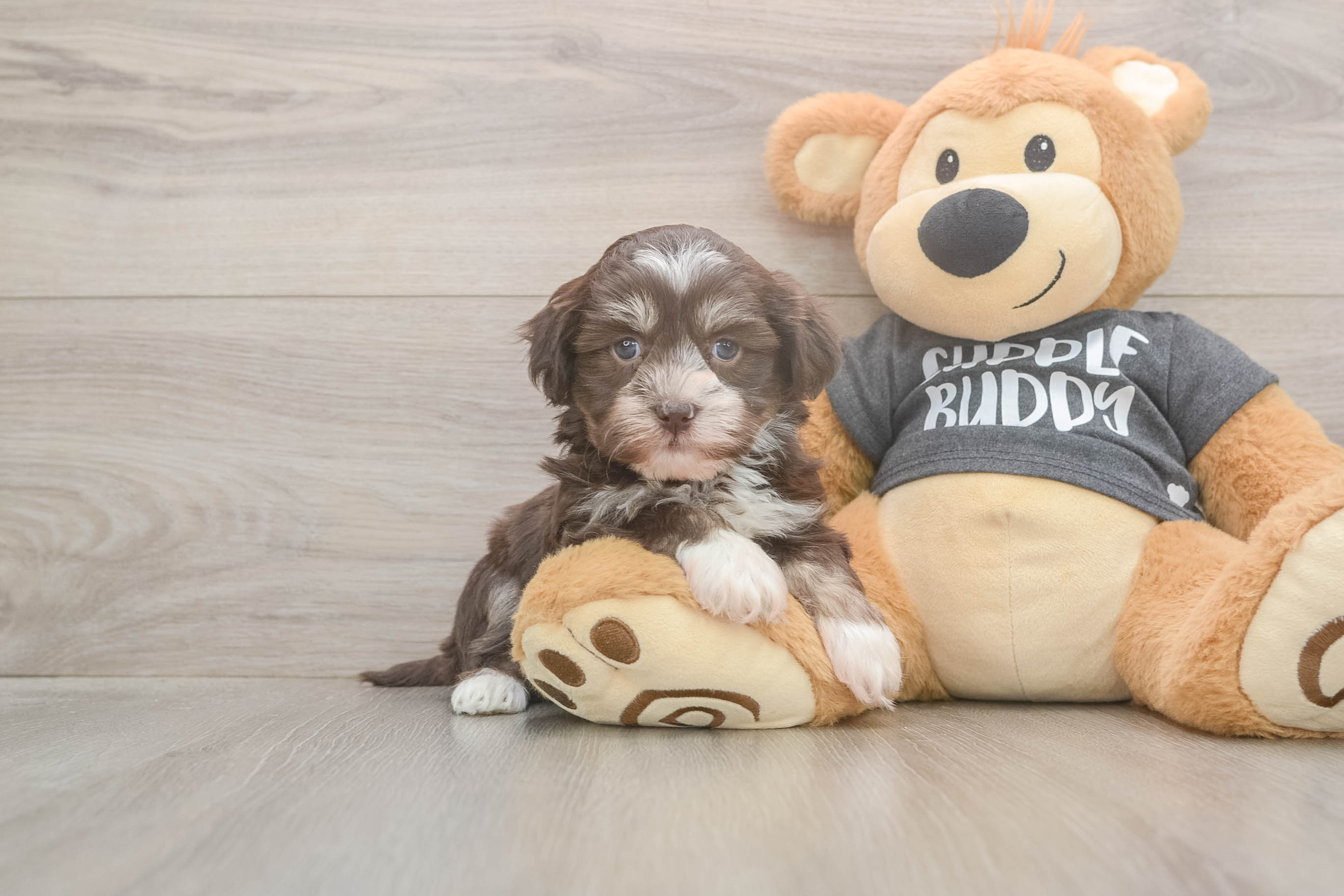 Best Havanese Baby