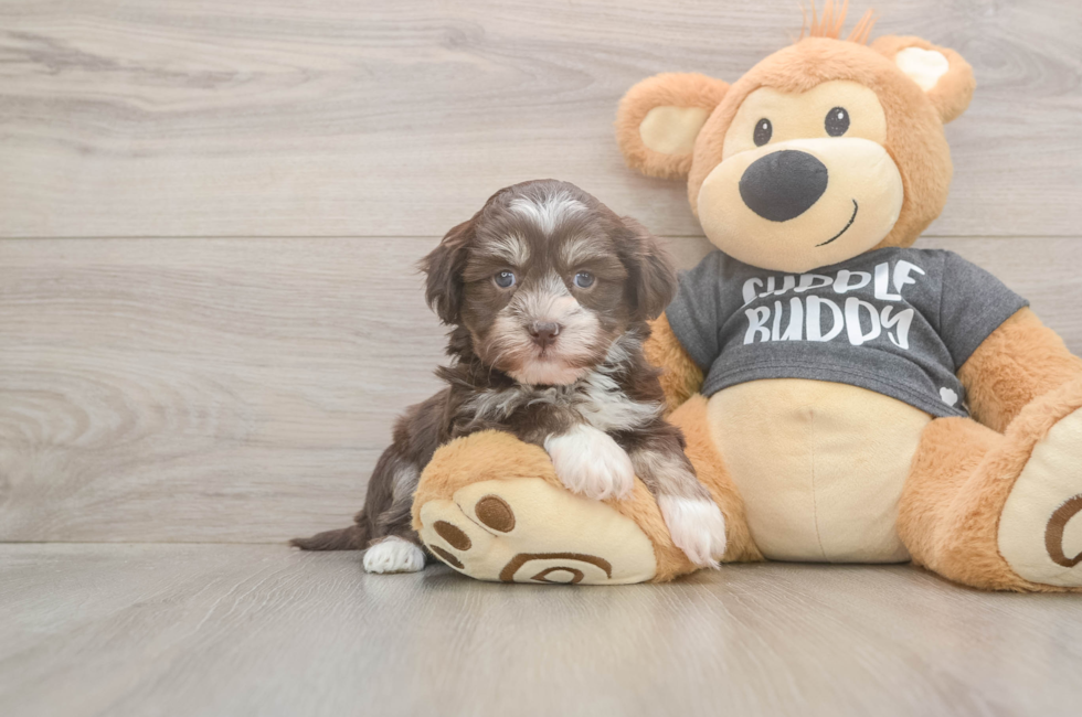 5 week old Havanese Puppy For Sale - Puppy Love PR