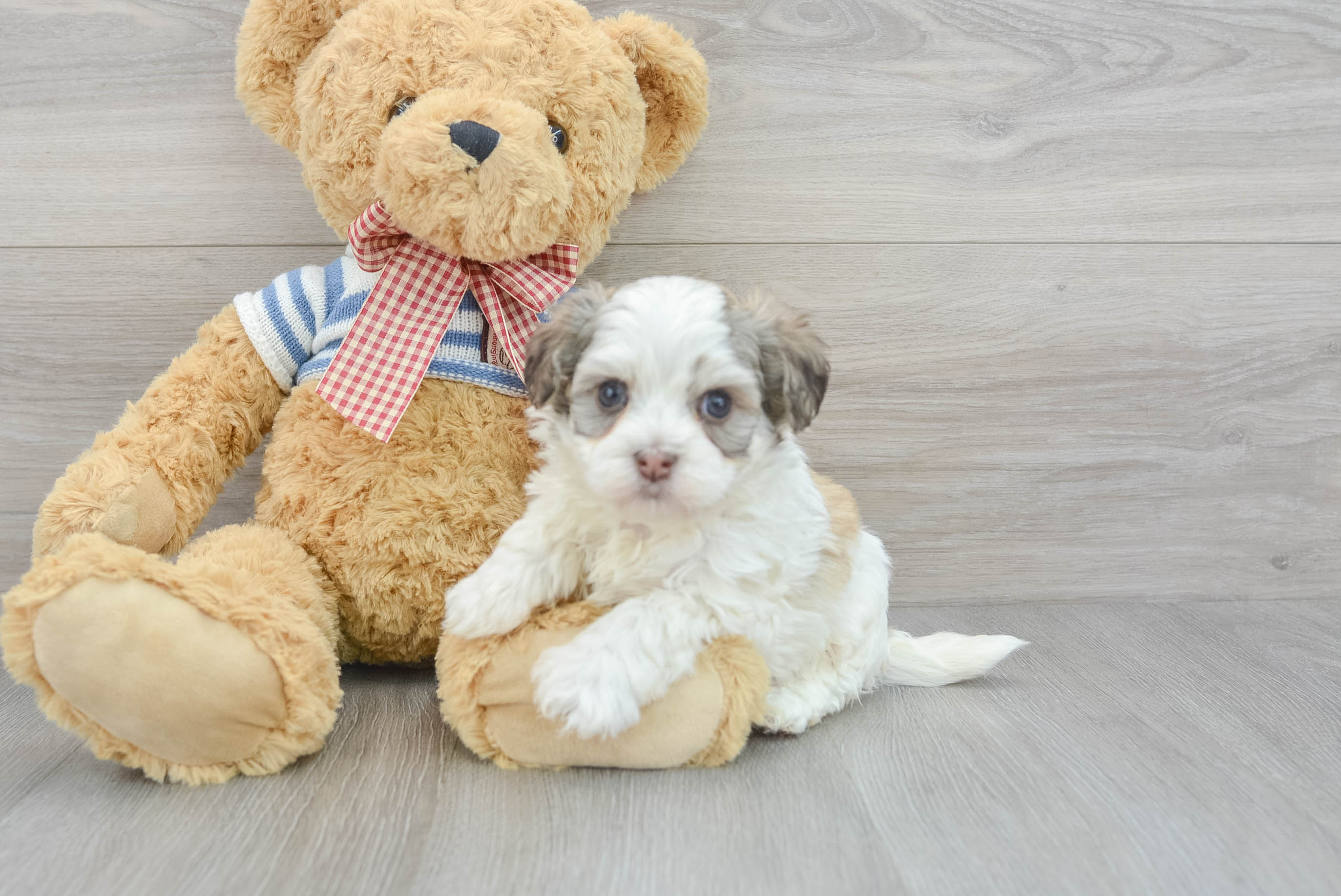 Fluffy Havanese Purebred Puppy