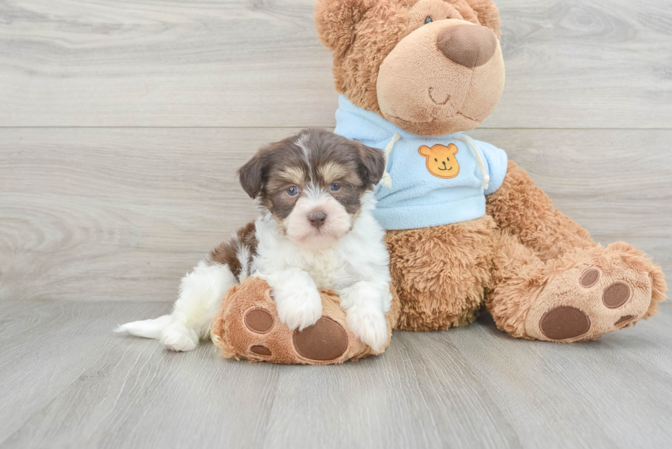 Sweet Havanese Purebred Puppy