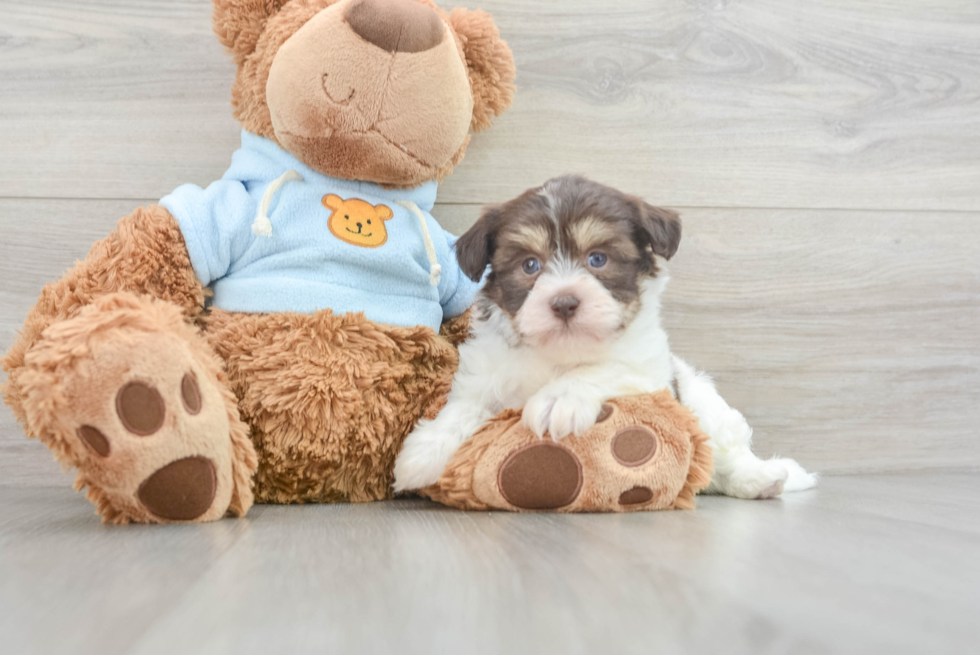 Havanese Pup Being Cute