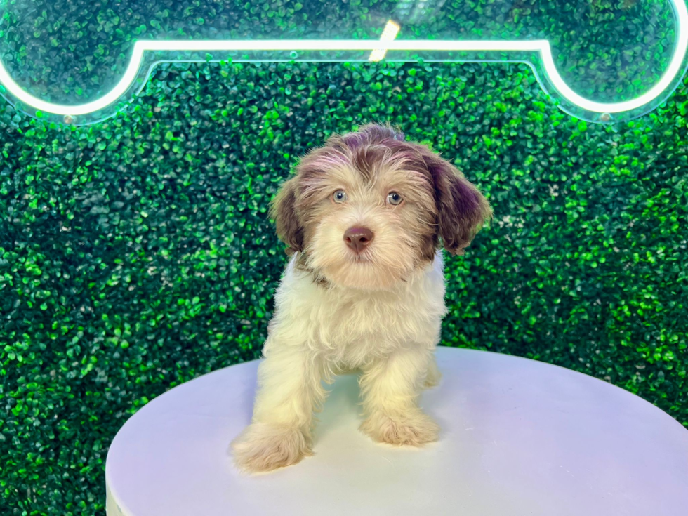 Havanese Puppy for Adoption