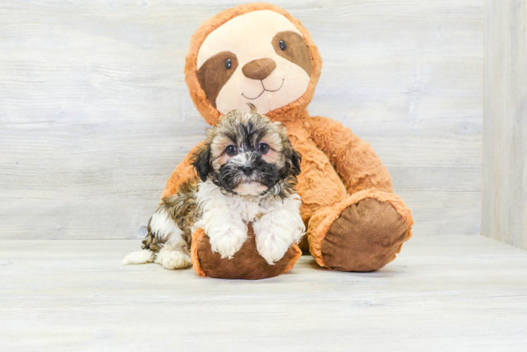 Meet Roman - our Havanese Puppy Photo 1/4 - Puppy Love PR Havanese Puppy for Adoption