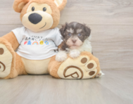 7 week old Havanese Puppy For Sale - Puppy Love PR