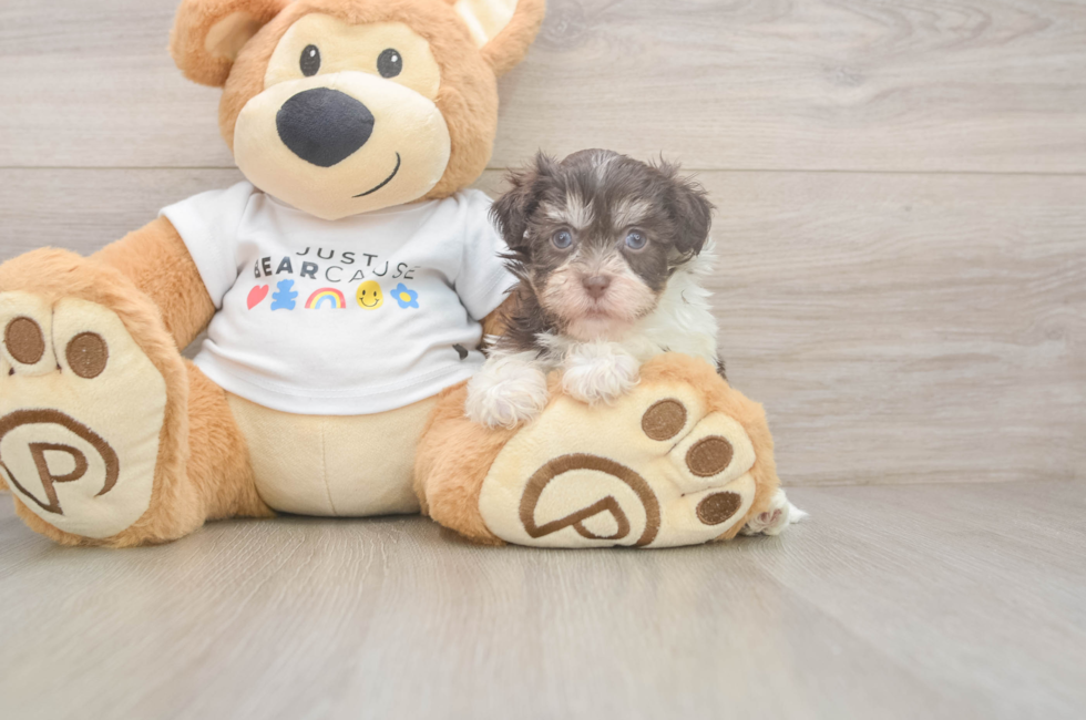 7 week old Havanese Puppy For Sale - Puppy Love PR