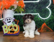 10 week old Havanese Puppy For Sale - Puppy Love PR