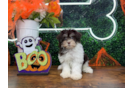 Cute Havanese Baby