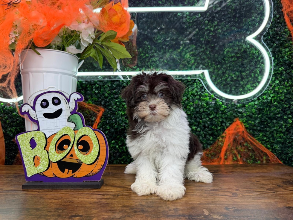 Cute Havanese Baby