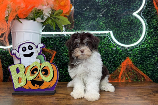 10 week old Havanese Puppy For Sale - Puppy Love PR Cute Havanese Baby
