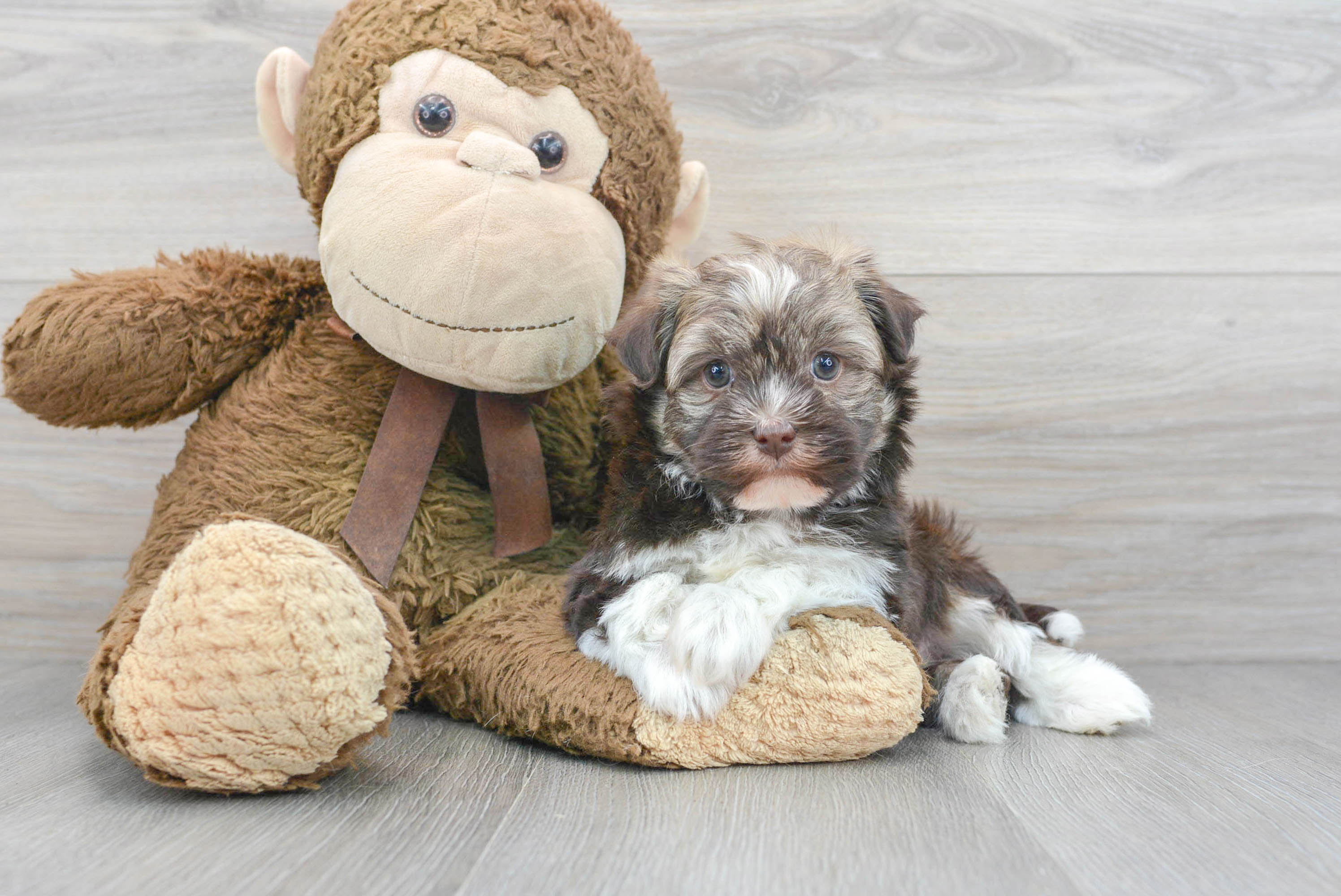 Best Havanese Baby