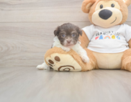 8 week old Havanese Puppy For Sale - Puppy Love PR