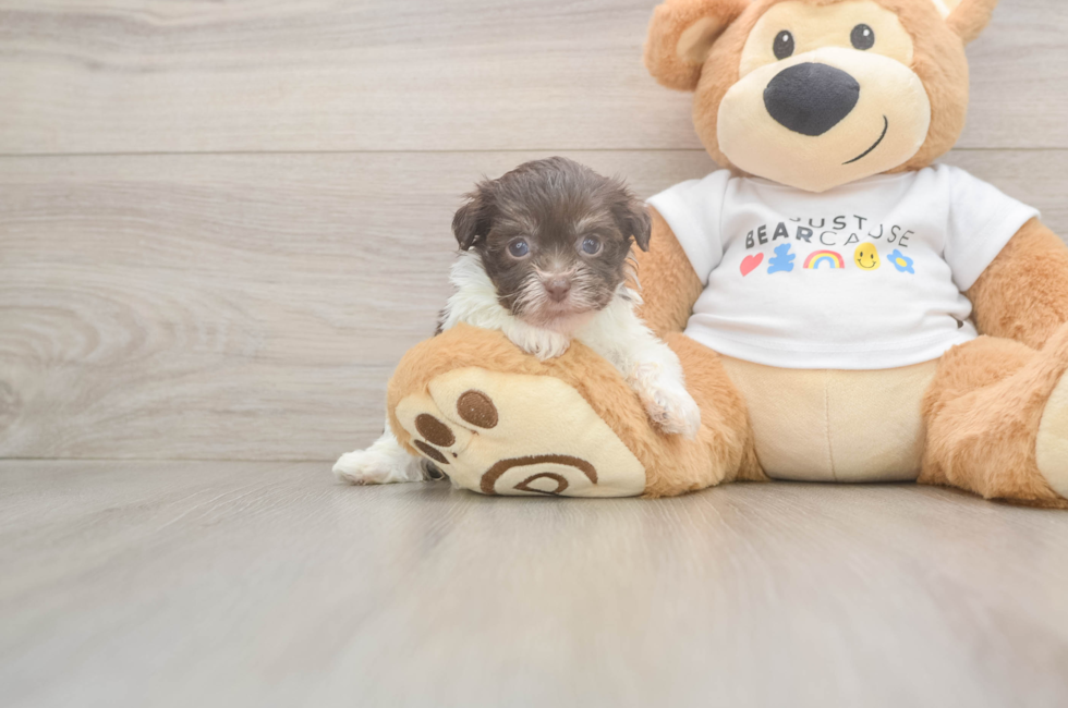 7 week old Havanese Puppy For Sale - Puppy Love PR