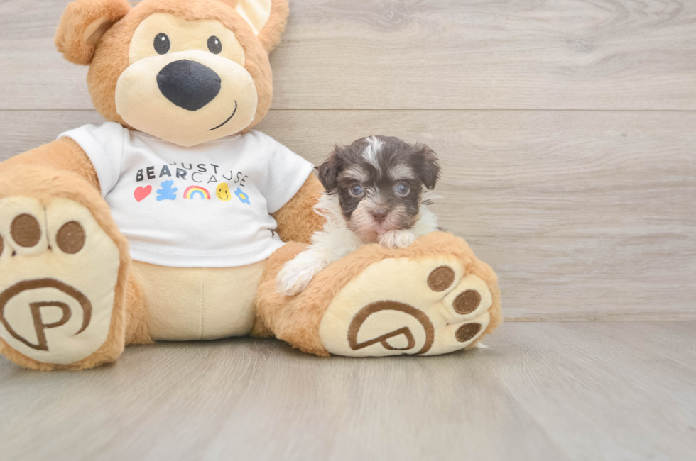 8 week old Havanese Puppy For Sale - Puppy Love PR