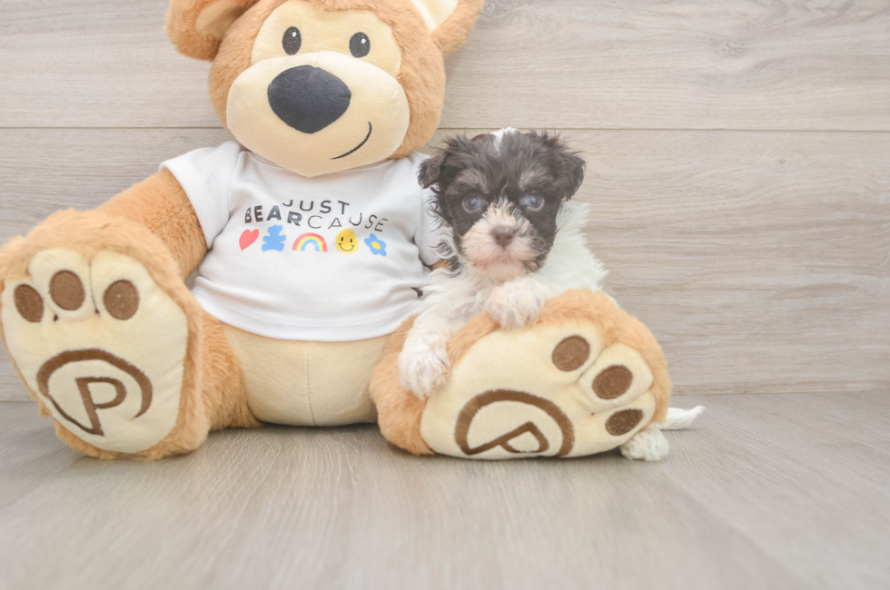 7 week old Havanese Puppy For Sale - Puppy Love PR