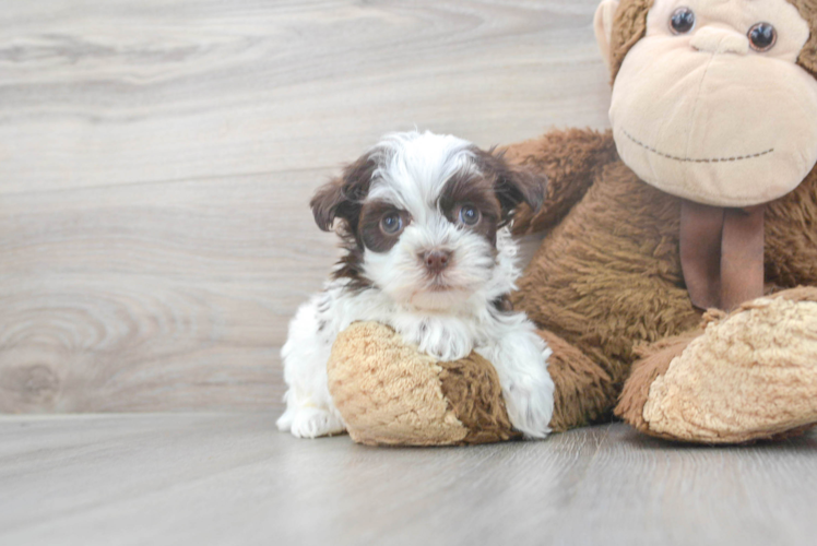 Meet Petunia - our Havanese Puppy Photo 1/3 - Puppy Love PR Havanese Puppy for Adoption