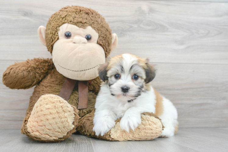 Smart Havanese Purebred Puppy