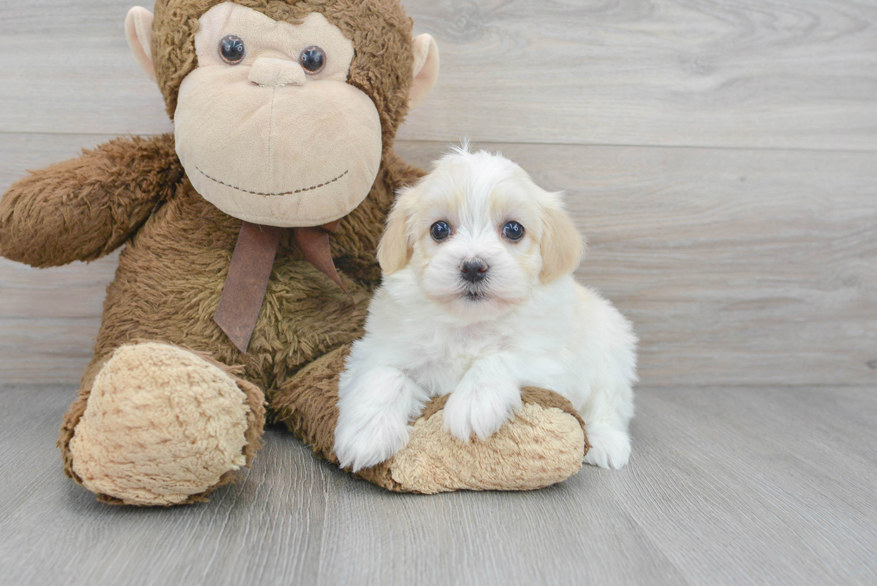 Akc Registered Havanese Purebred Pup