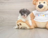 8 week old Havanese Puppy For Sale - Puppy Love PR