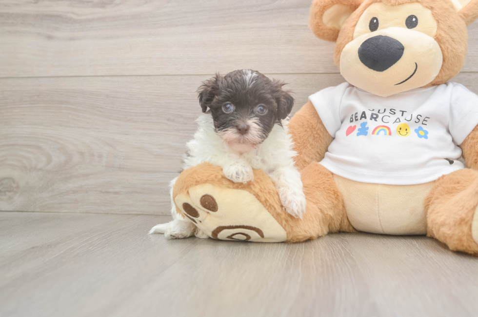 7 week old Havanese Puppy For Sale - Puppy Love PR