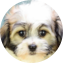 Havanese Puppy For Sale - Puppy Love PR