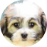 Havanese Puppies For Sale - Puppy Love PR