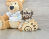 5 week old Havanese Puppy For Sale - Puppy Love PR
