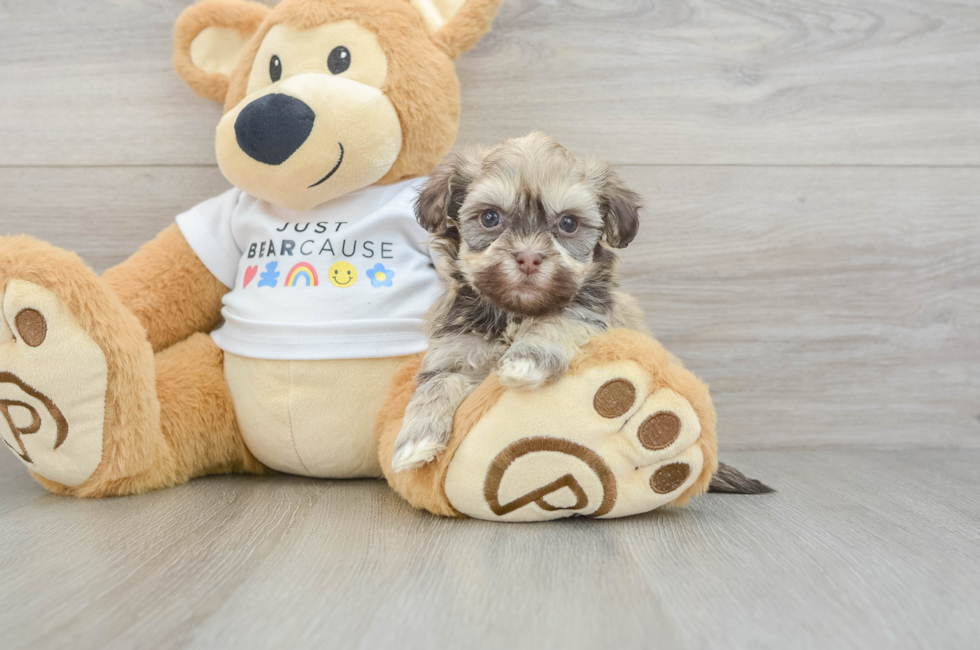 5 week old Havanese Puppy For Sale - Puppy Love PR