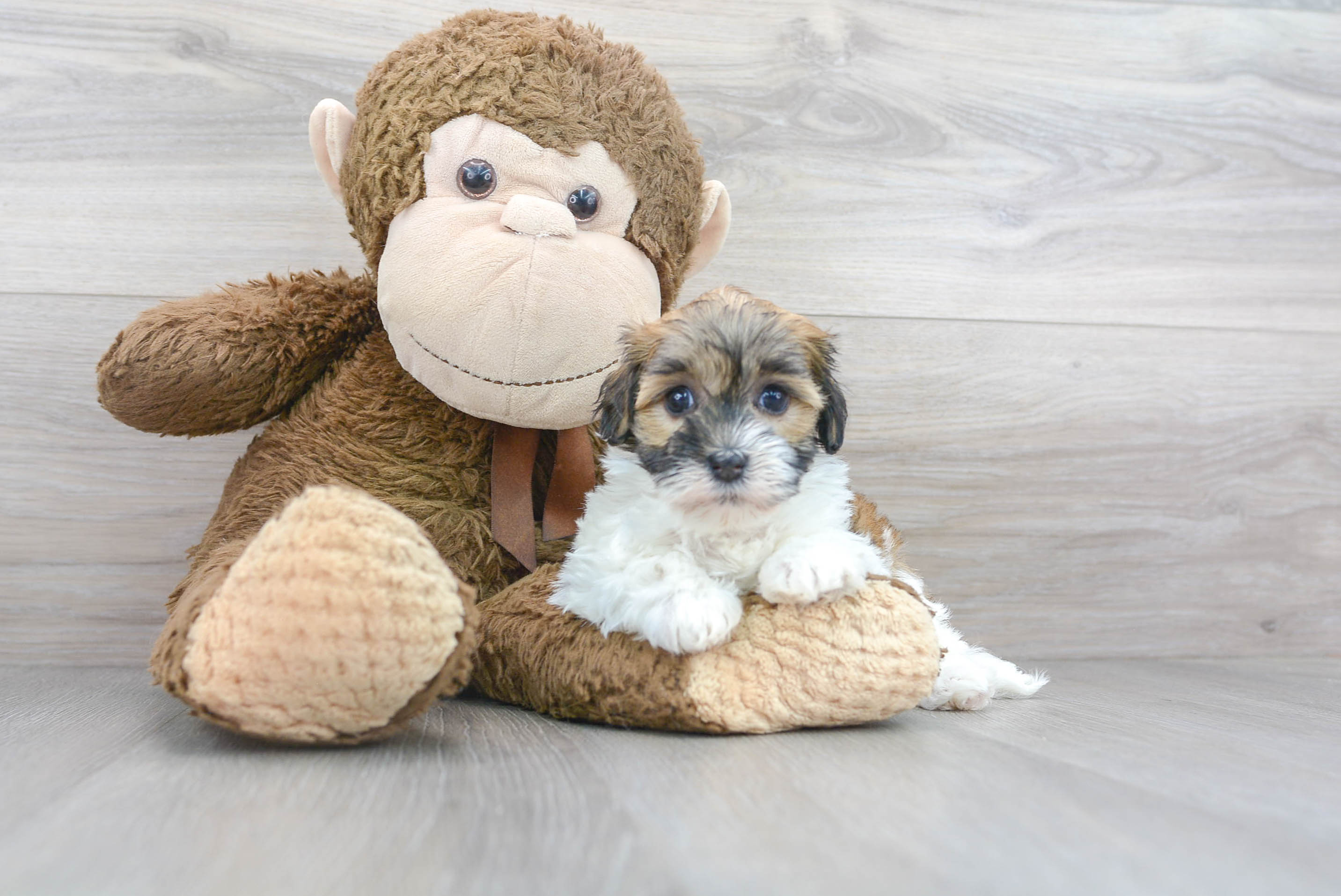 Cute Havanese Baby