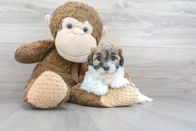 Cute Havanese Baby