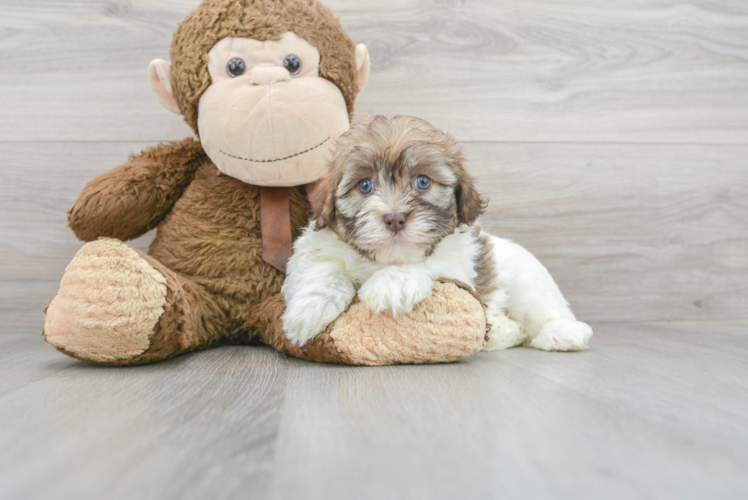 Havanese Pup Being Cute