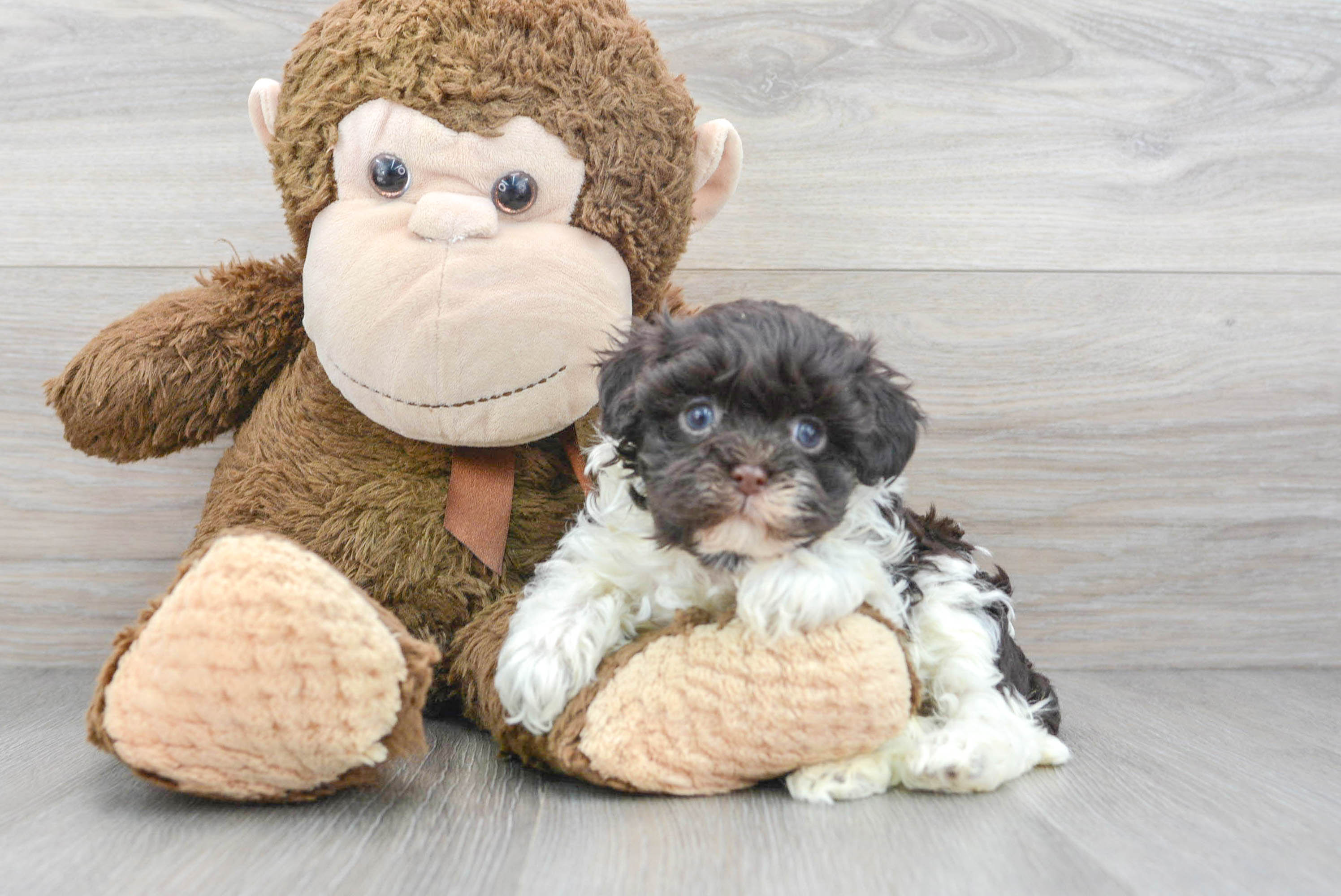 Playful Havanese Baby