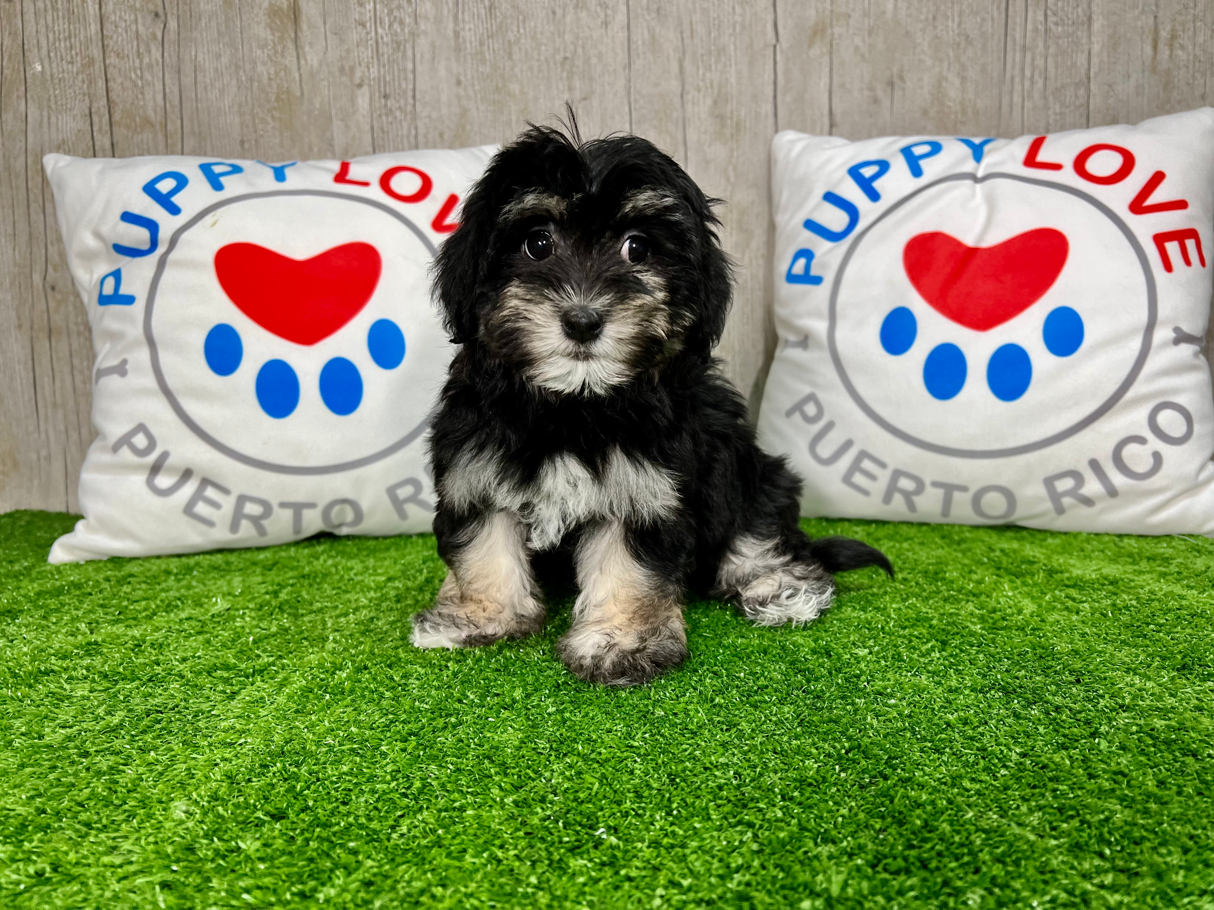 Cute Havanese Baby