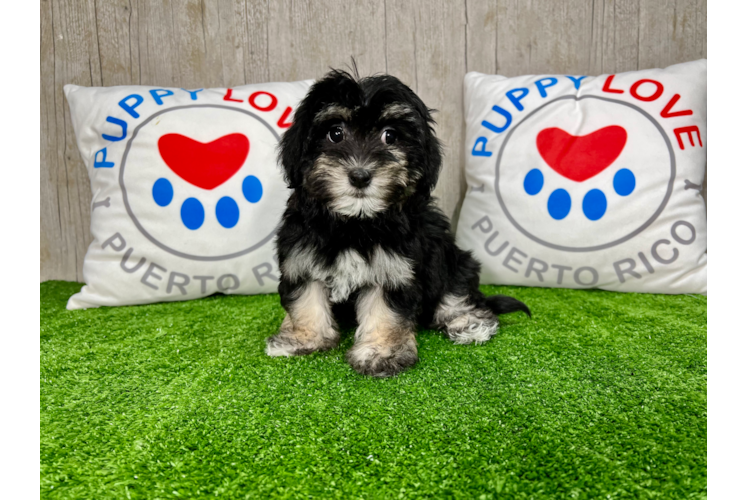 Cute Havanese Baby