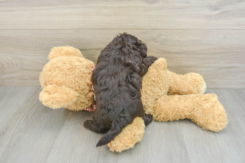 Energetic Havaneser Purebred Puppy