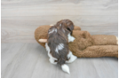 Havanese Puppy for Adoption