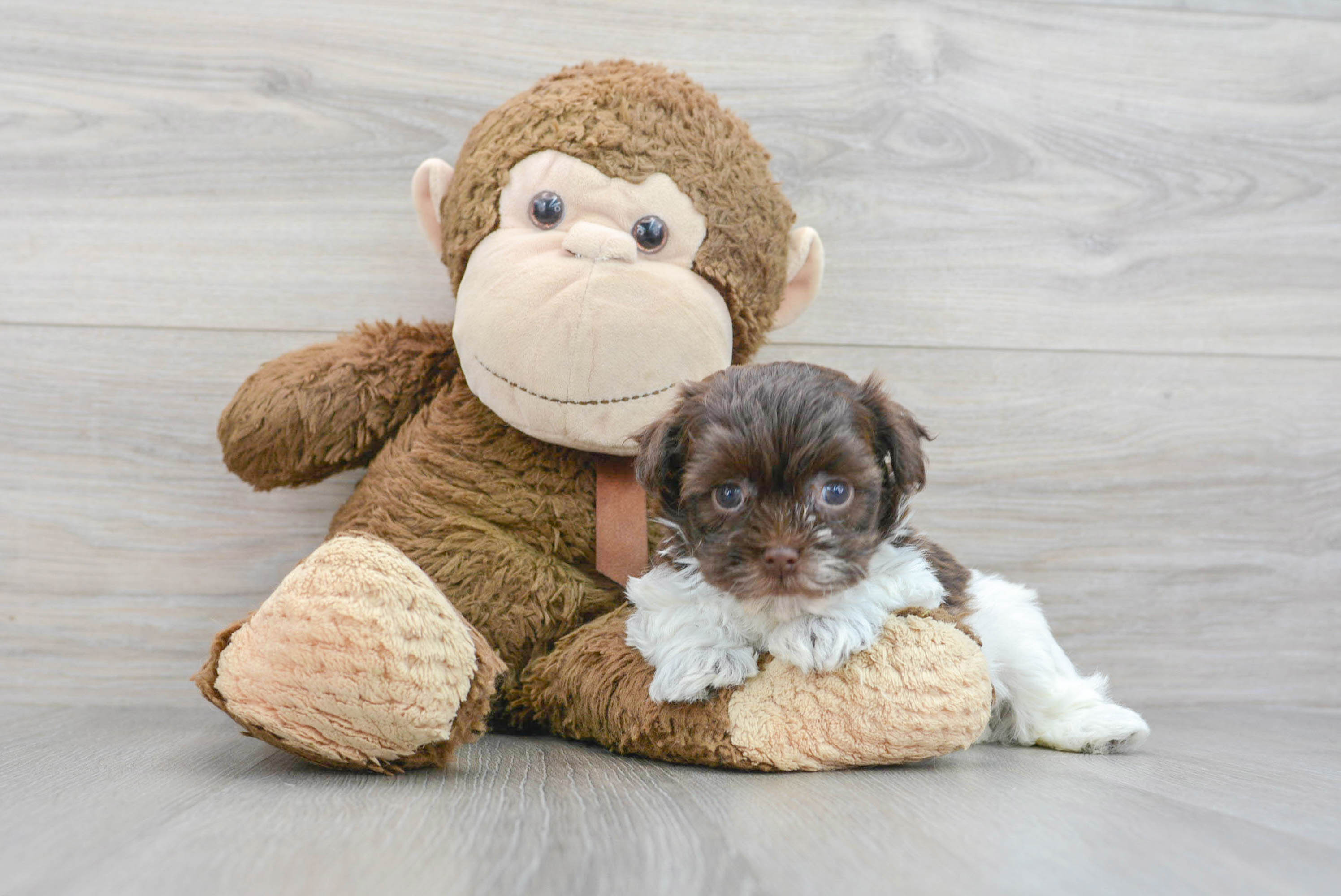 Funny Havanese Purebred Pup