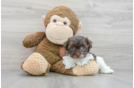 Funny Havanese Purebred Pup