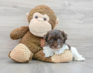 8 week old Havanese Puppy For Sale - Puppy Love PR