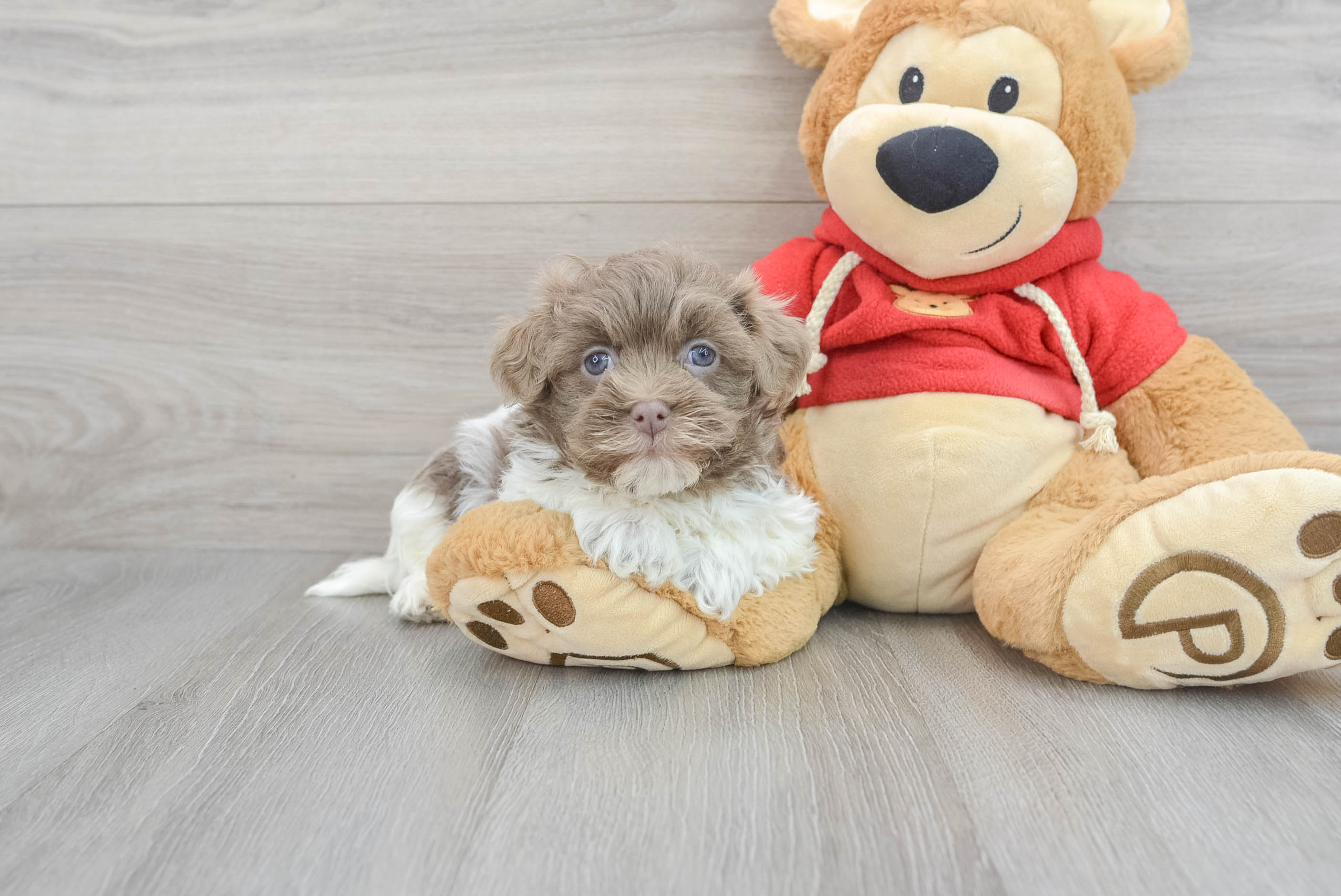 Havanese Puppy for Adoption