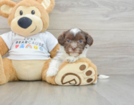 7 week old Havanese Puppy For Sale - Puppy Love PR