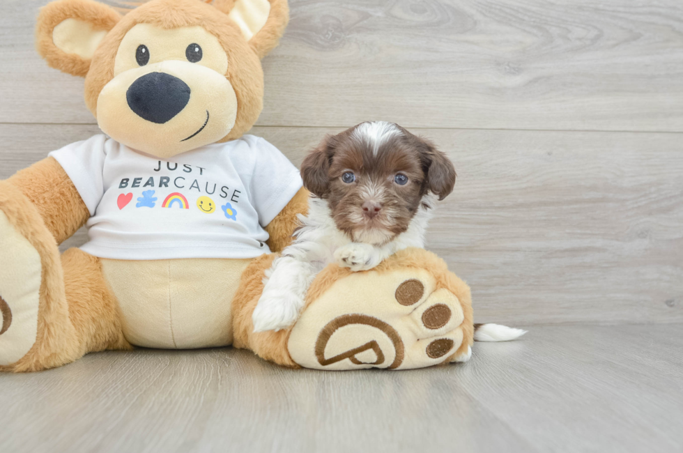 5 week old Havanese Puppy For Sale - Puppy Love PR