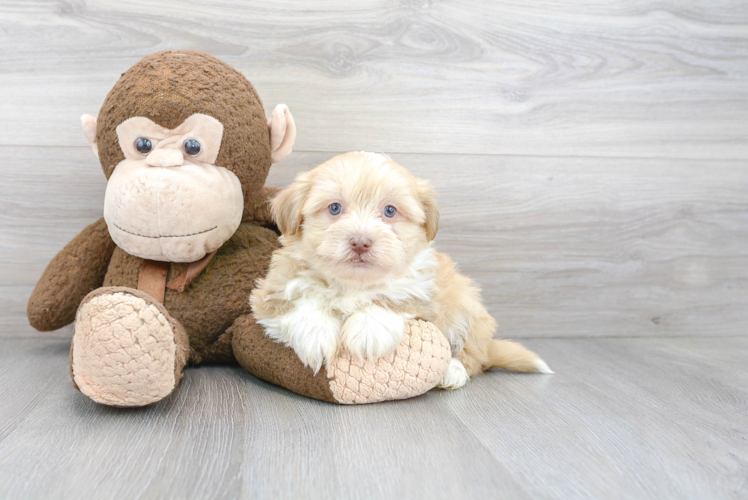Meet Ricardo - our Havanese Puppy Photo 1/3 - Puppy Love PR Best Havanese Baby