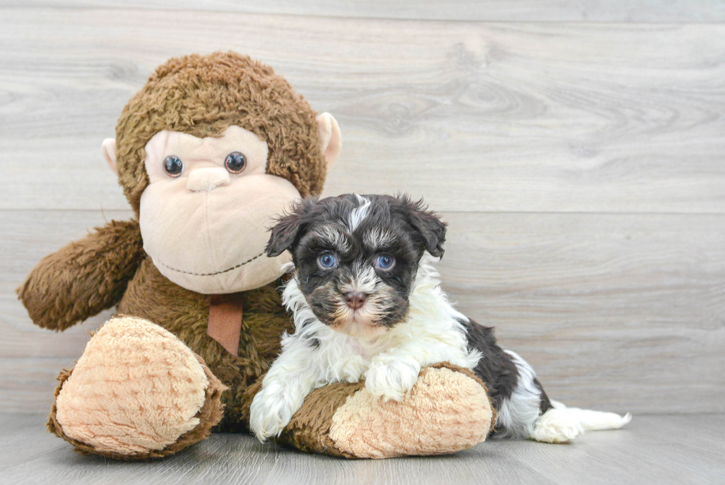 Popular Havanese Purebred Pup