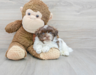 8 week old Havanese Puppy For Sale - Puppy Love PR