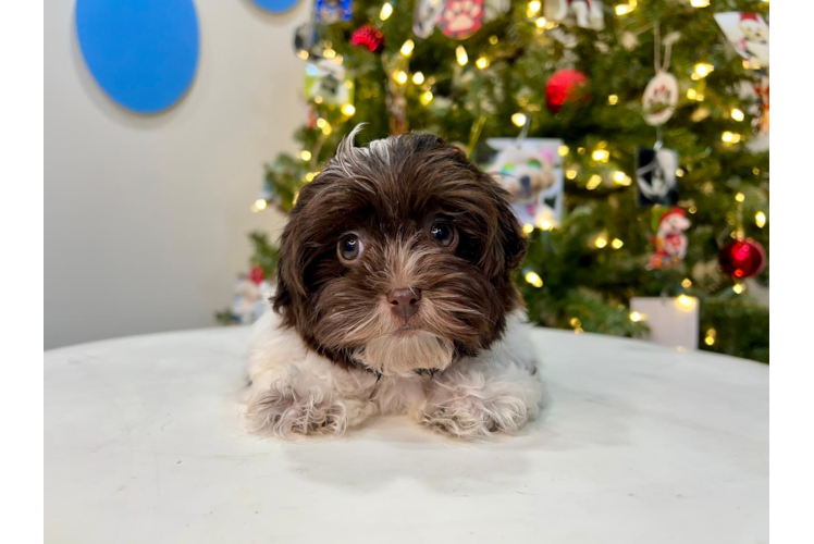 Havanese Puppy for Adoption