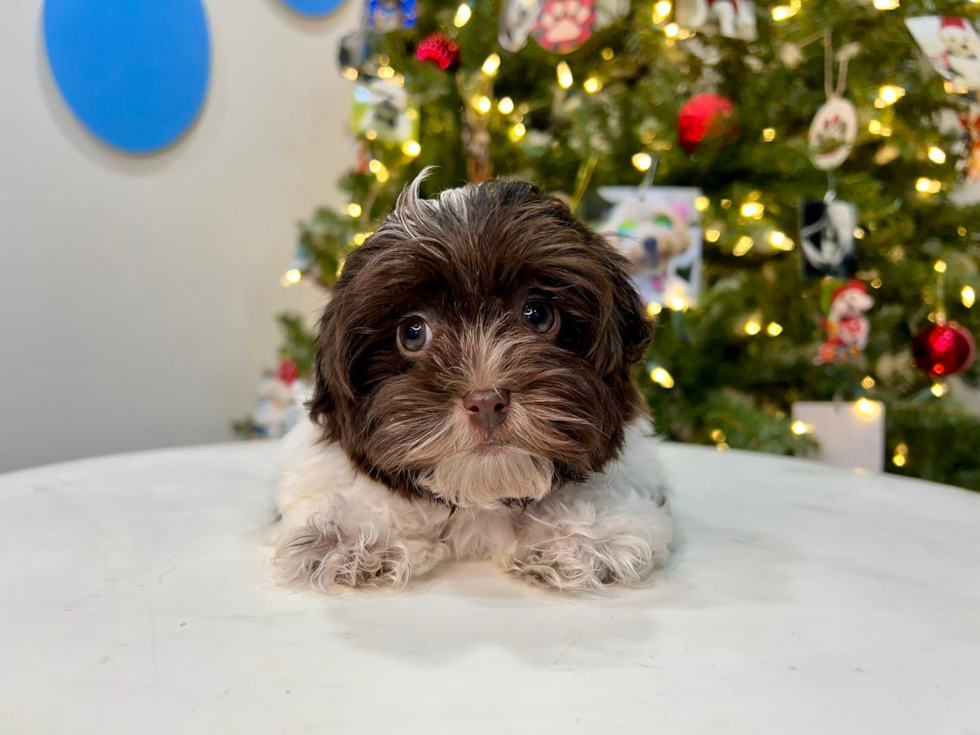Havanese Puppy for Adoption