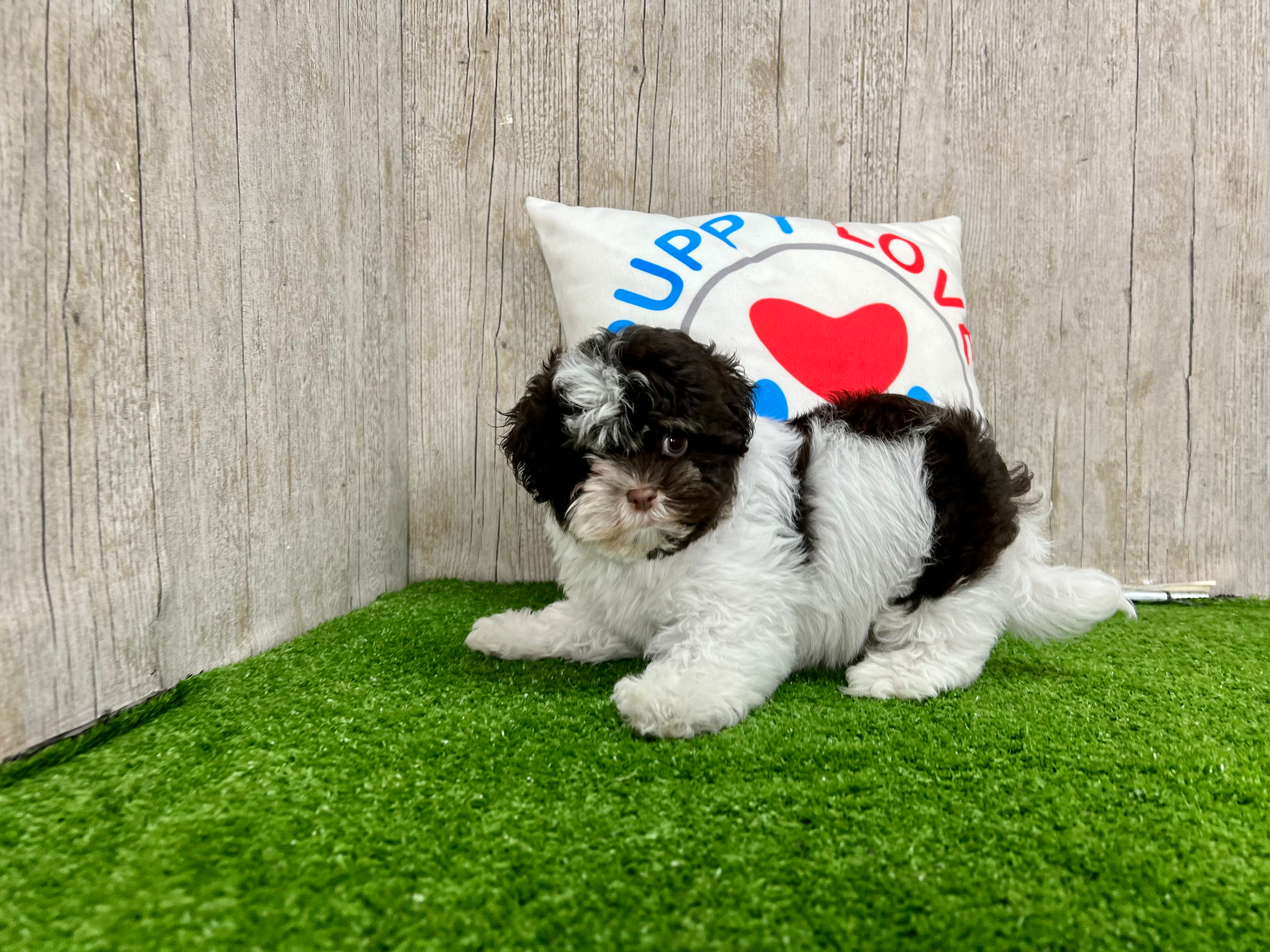 Havanese Puppy for Adoption