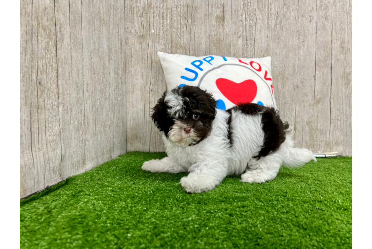Meet Rico - our Havanese Puppy Photo 1/4 - Puppy Love PR Havanese Puppy for Adoption