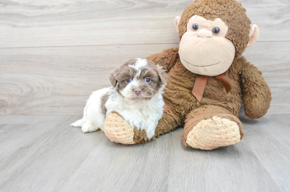 6 week old Havanese Puppy For Sale - Puppy Love PR