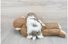 Havanese Puppy for Adoption